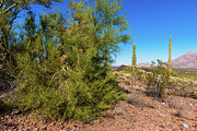 Desert View Photograph by Ed Peterson Desert View Photograph by Ed Peterson