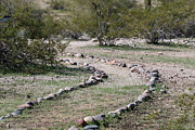 Desert Walking Trail Photograph by Christy Pooschke Desert Walking Trail Photograph by Christy Pooschke