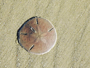 Design In The Sand Photograph by Jan Gelders