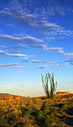 Desperado Photograph by Skip Hunt Desperado Photograph by Skip Hunt