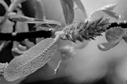 Dew Drops in Black and White Photograph by Robert Wilder Jr
