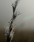 Dew Drops Renew Photograph by Karen Musick