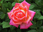 Dewy Rose Digital Art by Kathleen Illes