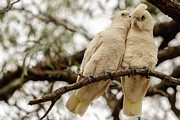 Did You Hear The One About ... Photograph by Werner Padarin