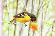 Digging Right In Photograph by Sue Capuano