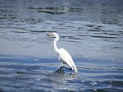 Dinnertime Pelican Photograph by Deborah Kunesh