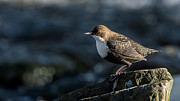 Dipper Photograph by Torbjorn Swenelius