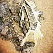 Discovery at low tide Photograph by AnneMarie Welsh