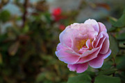 Distant Drums Rose Photograph by K Bradley Washburn