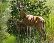 Doe and Fawn Photograph by Ben Upham III