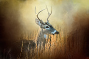 Doe Chasing Photograph by Jai Johnson