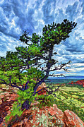 Doe Mountain Pinyon Photograph by ABeautifulSky Photography by Bill Caldwell