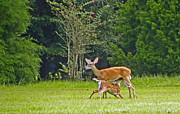 Doe Nursing Fawn Photograph by Terri Mills