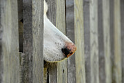 Dog Nose Photograph by Joye Ardyn Durham