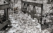 Doggo Bridge Photograph by Brad Nellis