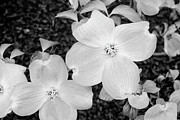Dogwood Flowers in Black and White Photograph by Denise Harty Dogwood Flowers in Black and White Photograph by Denise Harty