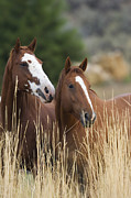 Domestic Horse Equus Caballus Pair Photograph by Konrad Wothe Domestic Horse Equus Caballus Pair Photograph by Konrad Wothe