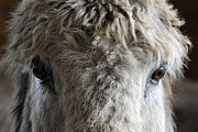 Donkeys #1046 Photograph by Carien Schippers