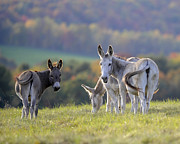 Donkeys #415 Photograph by Carien Schippers