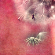 Don't be afraid to let go Photograph by Priska Wettstein Don't be afraid to let go Photograph by Priska Wettstein
