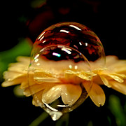 Double Bubble Flower Photograph by David Patterson