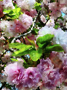 Double Cherry Blossoms Photograph by Susan Savad Double Cherry Blossoms Photograph by Susan Savad