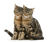 Double Cuddle Huddle Copy Cats Photograph by Warren Photographic