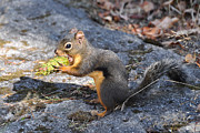 Douglas Squirrel Photograph by Carl Olsen
