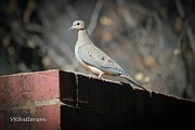 Dove  Photograph by Veronica Batterson