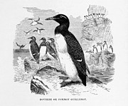Dovekie or Common Guillemot Restored Digital Art by Sapiens Verbum Dovekie or Common Guillemot Restored Digital Art by Sapiens Verbum