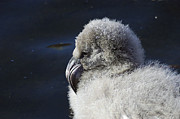 Downy - Baby Flamingo Photograph by DArcy Evans