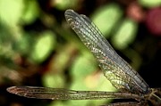 Dragon Fly Wings Photograph by Sarah Lilja