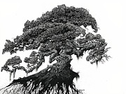 Dragon Tree Drawing by Stanley Morrison