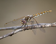 Dragonfly Resting Photograph by Ben Upham III