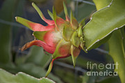 Dragonfruit Photograph by Inga Spence