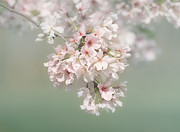 Dreaming of Spring Photograph by Kim Hojnacki Dreaming of Spring Photograph by Kim Hojnacki