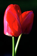 Dreaming of You Photograph by Carole Gordon Dreaming of You Photograph by Carole Gordon