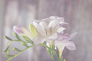 Dreamy Freesia Photograph by Kim Hojnacki Dreamy Freesia Photograph by Kim Hojnacki