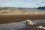 Drift Wood And Dunes Photograph by Stephen Holst