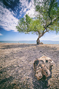 Driftwood Shore Photograph by Becqi Sherman Driftwood Shore Photograph by Becqi Sherman
