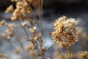 Dry December Photograph by Michael Brungardt