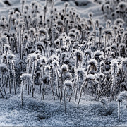 Dryas Frost Photograph by Fred Denner