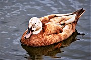 Duck Photograph by Chuck Brown