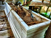 Duck on the Dock Photograph by Chris Montcalmo
