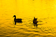 Ducks at Sunset Photograph by SR Green