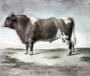 Durham Bull, 1856 Photograph by Granger