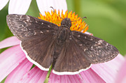 Duskywing Butterfly on Coneflower Photograph by Robert Alter Reflections of Infinity