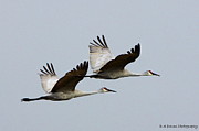 Dynamic Duo Photograph by Barbara Bowen