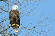 Eagle Photograph by Brook Burling