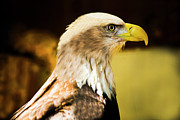 Eagle Photograph by Mark Jackson